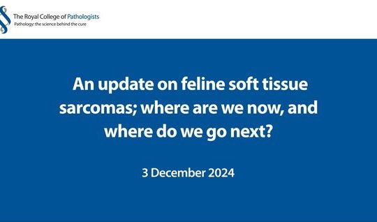 An update on feline soft tissue sarcomas; where are we now, and where do we go next?