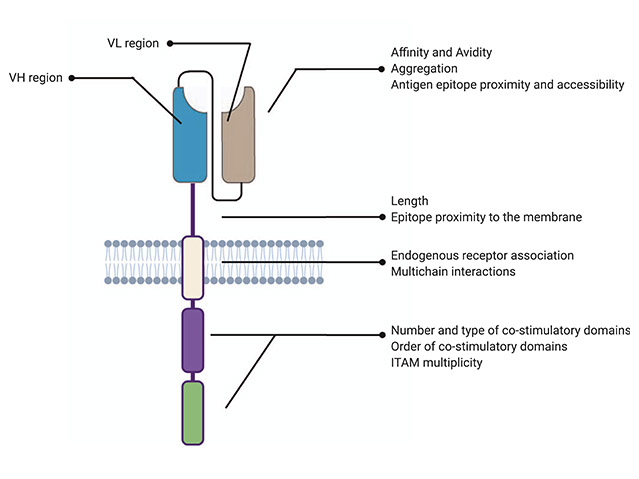 CAR-T graph.jpg