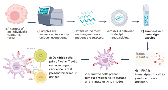 Justin Stebbing_MRNA_Figure 1.png