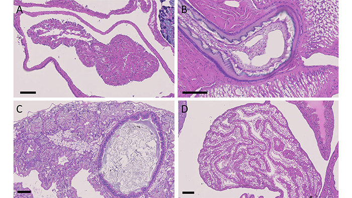 Four slides showing microanatomy of Partula snails.