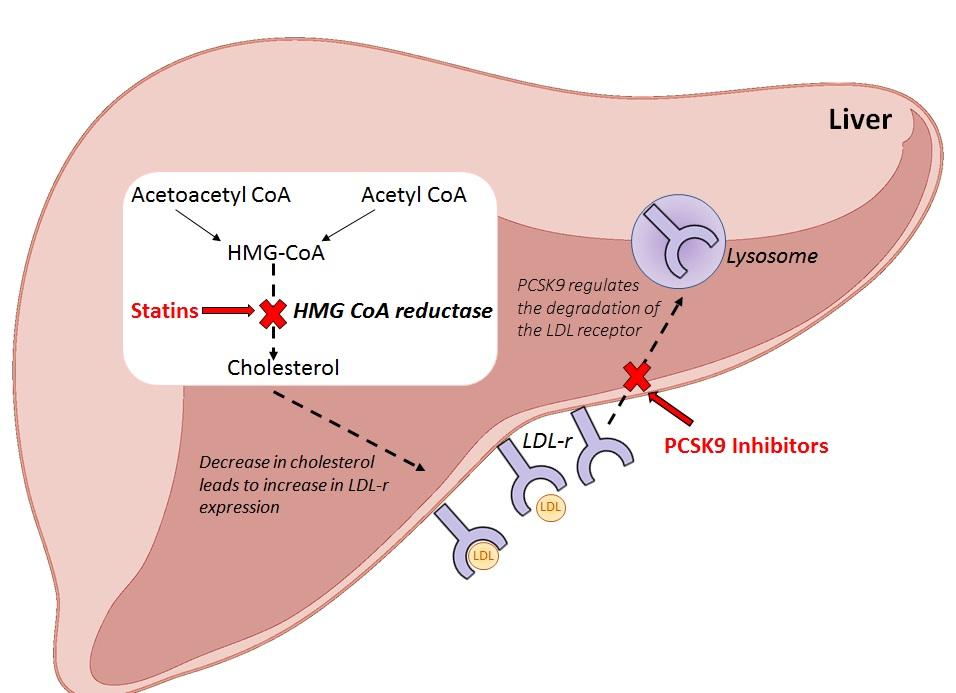 PCSK9 image.jpg