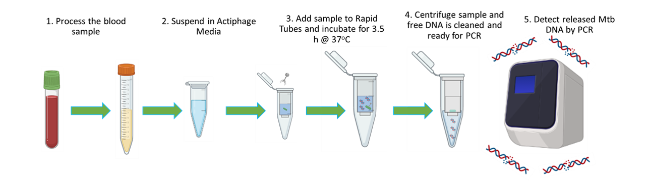 1 Process the blood sample,2 Suspend in Actiphage Media,3 Add sample to Rapid Tubes and incubate for 3.5 hours at 37°C,4 Sample and free DNA cleane