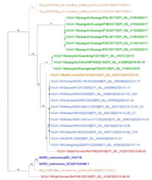 Bat CoVs= orange and red; pangolin CoV= green; human SARS-CoV-2= light blue; SARS-CoV= dark blue